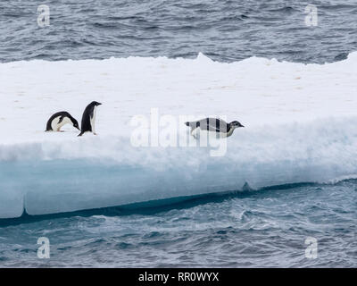 Kaiser penguinImmature Vogel springen Eisberg in der Nähe von Adelie Pinguine in der Antarktis Stockfoto