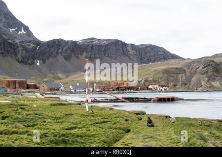 Grytviken, Südgeorgien, den 5. Januar 2019 Stockfoto