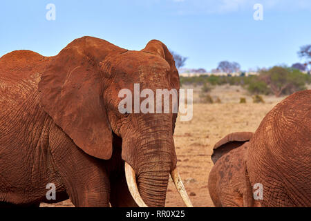 Ansicht von mehreren Afrikanischen Elefanten in der Savanne auf Safari in Kenia Stockfoto