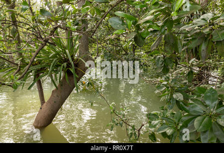 Bäume stehen im Wasser in den Mangrovenwald in Singapur Stockfoto