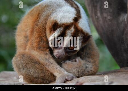 Slow Loris (Nycticebus coucang) in Bali, Indonesien. Stockfoto