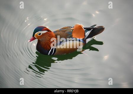 Wilde Mandarinente (Aix galericulata) in China. Allgemein der weltweit schönsten Ente betrachtet, ihre Bevölkerung ist derzeit rückläufig. Stockfoto