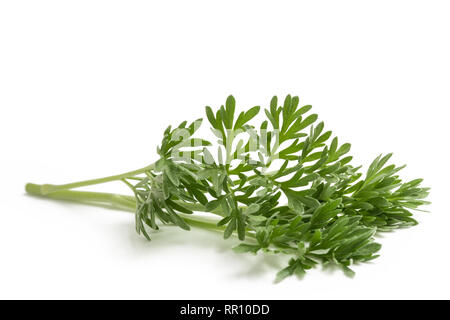 Artemisia Absinthium Zweig auf Weiß isoliert Stockfoto