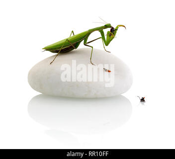 Gottesanbeterin essen eine firebug - auf weißem Hintergrund mit Schatten Reflexion isoliert. Europäische gottesanbeterin stehen auf weißen Stein isst instect - isoliert Stockfoto