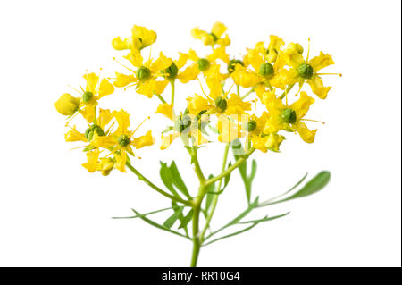 Kraut der Gnade Blumen isoliert auf weißem Stockfoto