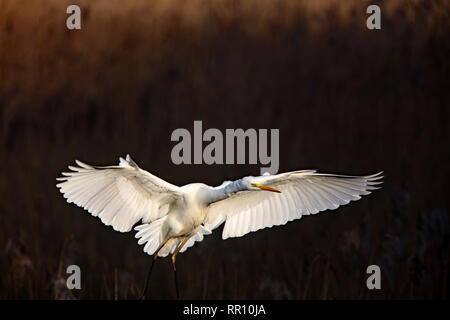 Februar 2019 - Great White Egret in Land kommen auf der Somerset Levels in der Nähe von Ashcott. Stockfoto