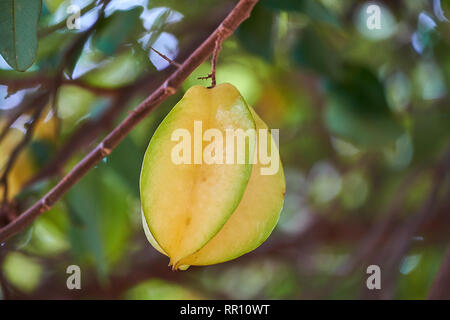 Karambolen Star Fruit hängen auf Ast Stockfoto