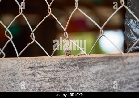 Curly Tailed Lizard. Curly-tailed Lizard (Leiocephalidae) auf Beton Wand in der Rupununi Savanne von Guyana Stockfoto