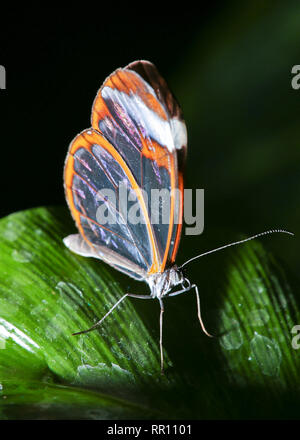 Glasswing Butterfly an RHS Wisley, UK. Stockfoto