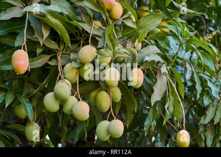 Reife mangos am Baum. Bündel von frischen Mangos hängen vom Baum. Stockfoto