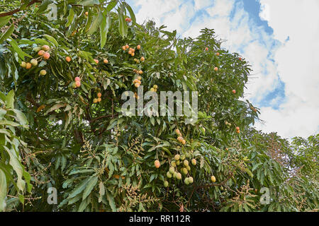 Reife mangos am Baum. Bündel von frischen Mangos hängen vom Baum. Stockfoto