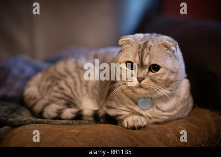 Adorable chubby Scottish Fold munchkin Haus Katze liegend auf Kissen. Stockfoto