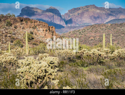 Organ Pipe Cactus National Monument Ajo Mountain Loop Road, gegenüber vom Visitor Center Straße am Highway 85, South Central Arizona Stockfoto