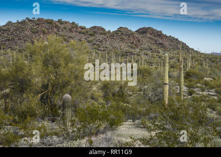 Organ Pipe Cactus National Monument Ajo Mountain Loop Road, gegenüber vom Visitor Center Straße am Highway 85, South Central Arizona Stockfoto