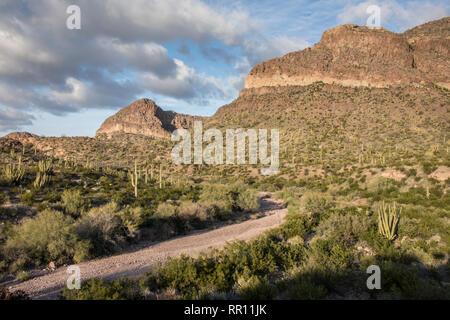 Organ Pipe Cactus National Monument Ajo Mountain Loop Road, gegenüber vom Visitor Center Straße am Highway 85, South Central Arizona Stockfoto