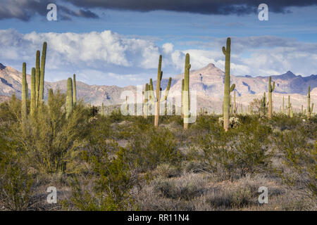 Einen malerischen Blick auf die Ajo Mountain Loop Road im Organ Pipe Cactus National Monument in South Central Arizona auf die internationale Grenze mit Mexiko Stockfoto