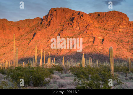 Alamo Canyon Area des Organ Pipe Cactus National Monument, South Central Arizona, USA Stockfoto