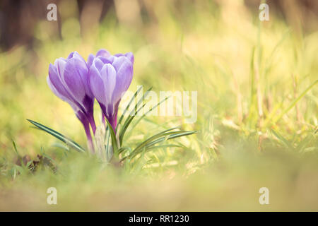 Feder lila Krokusse Blumen im Gras im Frühling Stockfoto