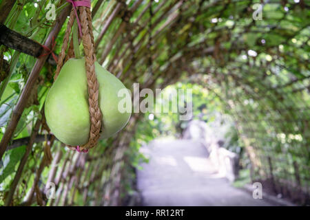 Frische Calabash oder Cucurbitaceae (Lagenaria siceraria) wachsen und hängen in den organischen Garten für die Ernte Stockfoto