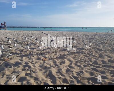 Niedrig fliegende Möwe über das Baby Beach in Aruba. Stockfoto