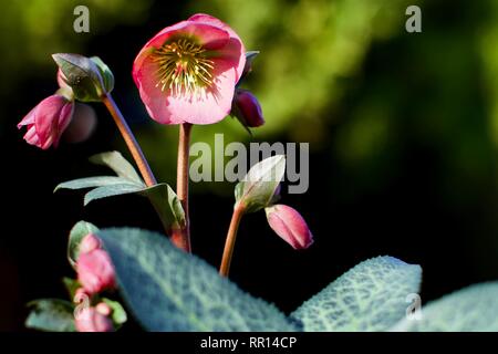 Flower's 'Dorothy Dawn' Stockfoto