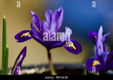 Iris Reticulata 'Harmony' Stockfoto