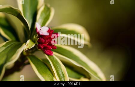 Daphne Odora Aureomarginata Gold-Edged Winter Daphne Stockfoto