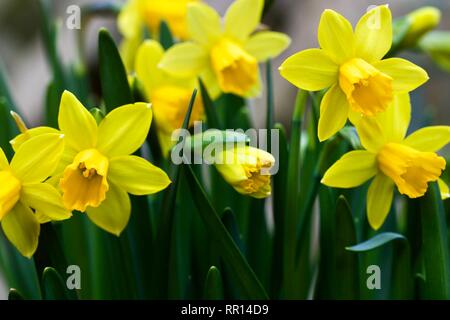 Zwerg Narzisse "Tête à Tête" Narzissen Stockfoto