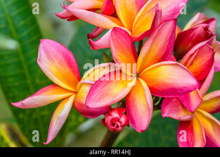 Nahaufnahme von roten und gelben Frangipani Blüten auf einem Baum Stockfoto