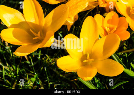 Gelber Krokus Stockfoto