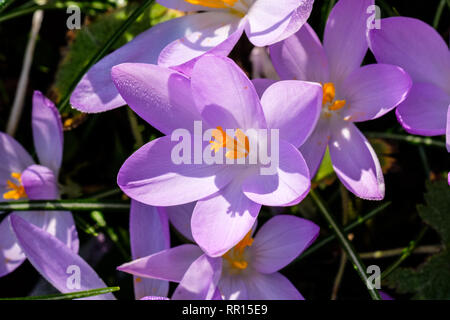 Hell-lila Krokusse Stockfoto