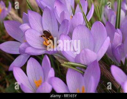 Biene auf einer frühen Crocus Stockfoto