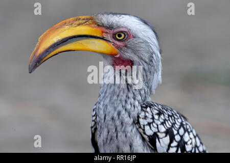 Zoologie, Vögel (Aves), Southern Yellow-billed Hornbill (Tockus leucomelas), Savuti, Chobe National Par, Additional-Rights - Clearance-Info - Not-Available Stockfoto