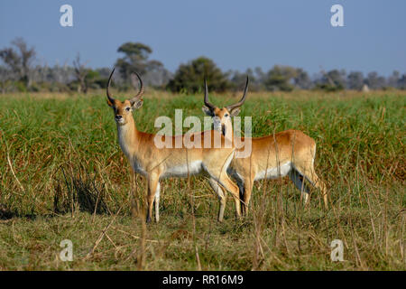 Zoologie, Säugetiere (Mammalia), Roter Litschi oder litschi Antilopen (Kobus Leche Leche), Gomoti Genehmigungsbereich,, Additional-Rights - Clearance-Info - Not-Available Stockfoto