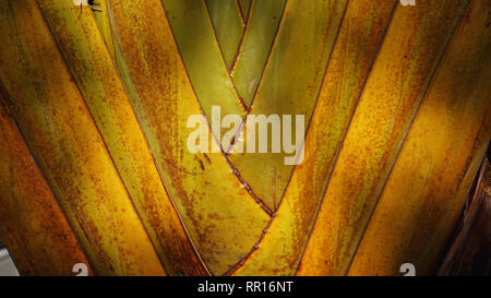 Textur von Reisenden Palm Tree Blattstiel - Ravenala madagascariensis Sonn. Nahaufnahme, Textur, Farbe und Muster detail Stockfoto