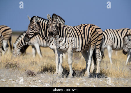 Zoologie, Säugetiere (Mammalia), ebenen Zebras (Equus quagga), Okaukuejo, Etosha National Park, Namibia, Additional-Rights - Clearance-Info - Not-Available Stockfoto
