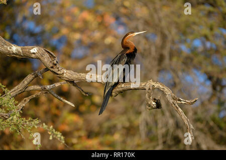 Zoologie, Vögel (Aves), Afrikanische schlangenhalsvogel (anhinga Rufa) auf dem Kavango Fluss, neben Rundu, Region Kavan, Additional-Rights - Clearance-Info - Not-Available Stockfoto