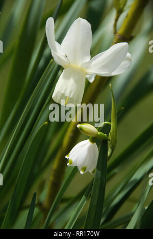 Narzisse 'Ice Wings' und Leucojum Stockfoto