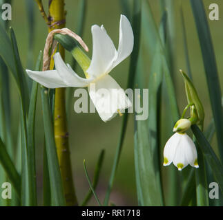 Narzisse 'Ice Wings' und Leucojum Stockfoto