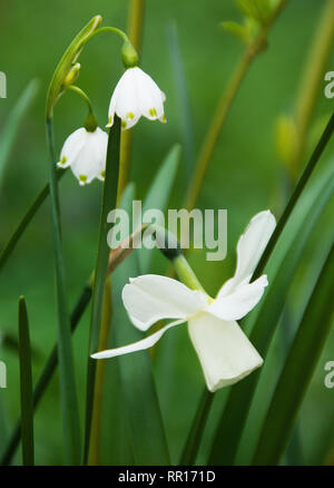 Narzisse 'Ice Wings' und Leucojum Stockfoto