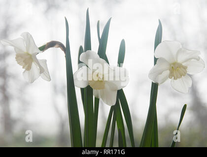 Narzisse 'Lincolnshire Lady' Stockfoto