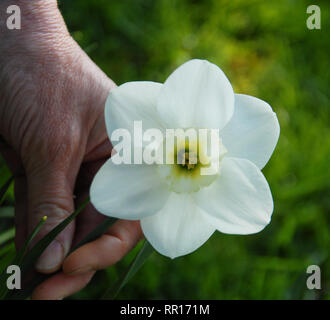 Narzisse 'Lincolnshire Lady' Stockfoto