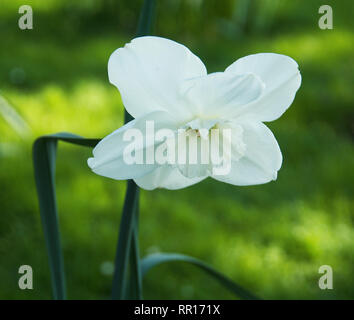 Narcisssus' Lincolnshire Lady' Stockfoto