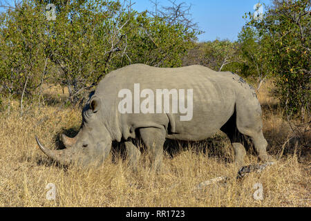 Zoologie, Säugetiere (Mammalia), Südliches Breitmaulnashorn (Rhinocerotidae))), Balule Game Reserve, Additional-Rights - Clearance-Info - Not-Available Stockfoto