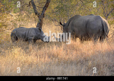 Zoologie, Säugetiere (Mammalia), Südliches Breitmaulnashorn (Rhinocerotidae))), Mutter mit Kalb, B, Additional-Rights - Clearance-Info - Not-Available Stockfoto