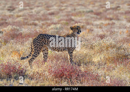 Zoologie, Säugetiere (Mammalia), Geparden (Acinonyx jubatus), männliche Tier, von Namutoni, Etosha Nationalpark, Additional-Rights - Clearance-Info - Not-Available Stockfoto