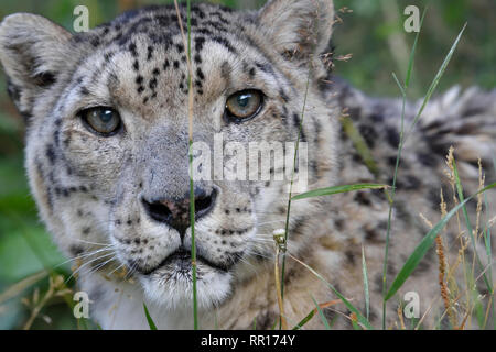 Zoologie, Säugetiere (Mammalia), Snow Leopard (Panthera uncia) im Freigehege "Ilbirs" des Nat, Additional-Rights - Clearance-Info - Not-Available Stockfoto