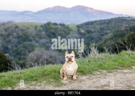 Frenchie saßen und an der Kamera mit Mt Diablo im Hintergrund. Stockfoto