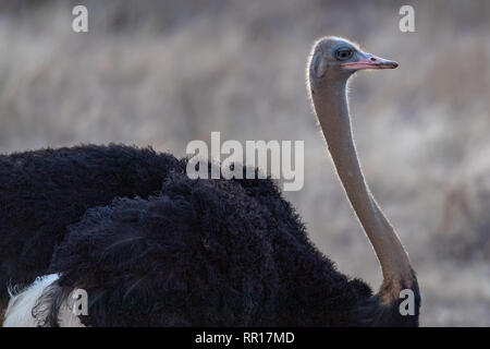 Masai männlicher Strauß (Struthio camelus massaicus) in Kenia, Afrika Stockfoto