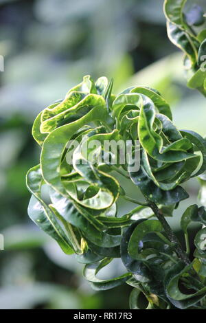 Atemberaubende, makellose Croton-Codiaeum, vielbunter Croton, lockige Jungpflanze, die auf der sonnigen Wiese wächst. Stockfoto